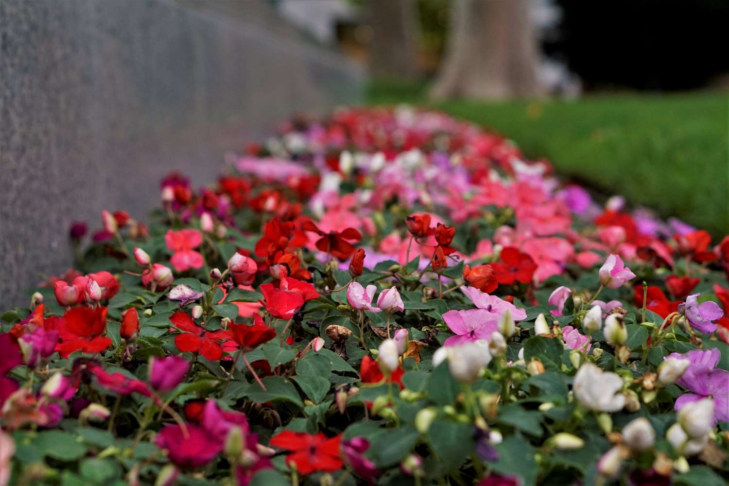 Flowers at the Mormon Church SLC