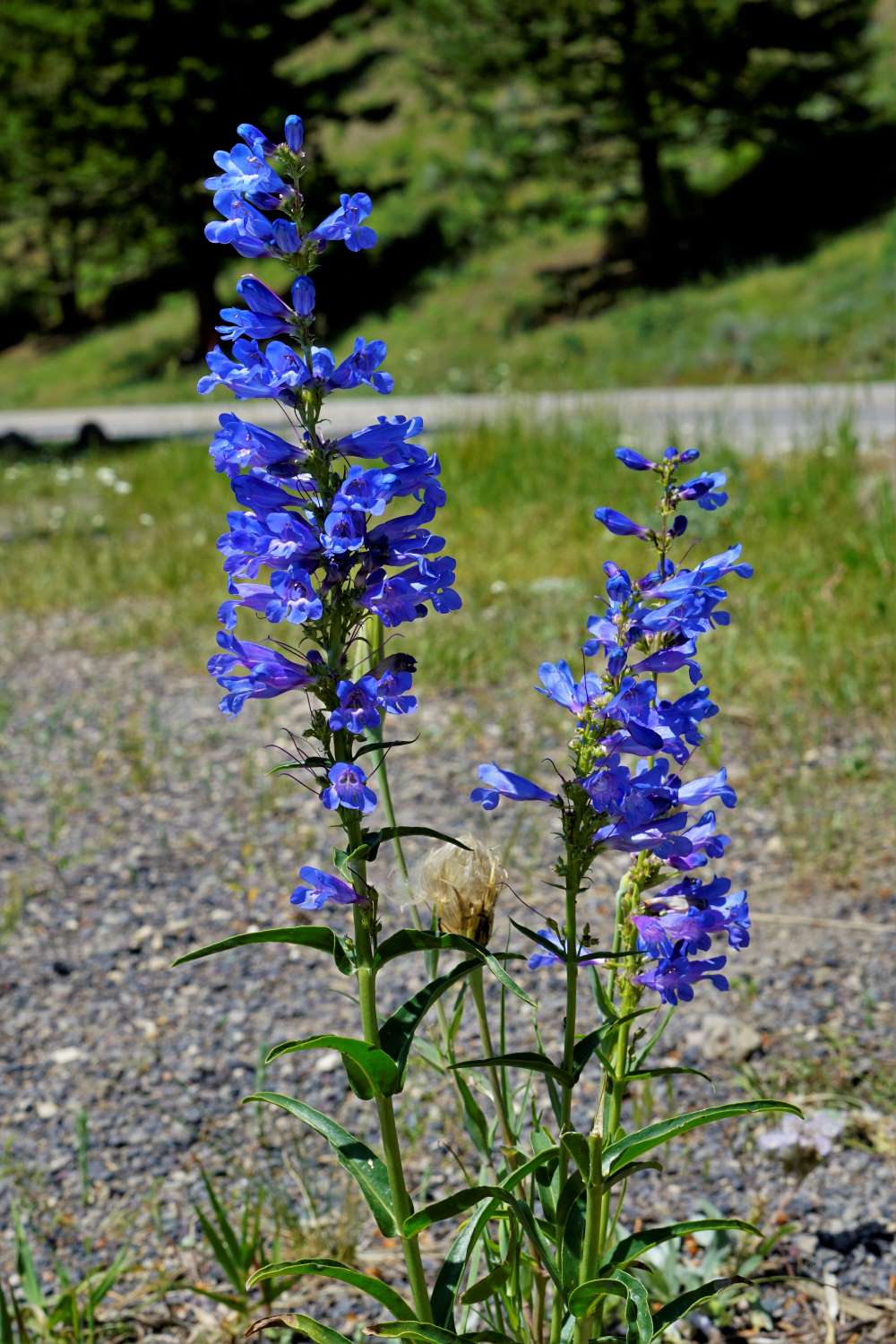 Yellowstone