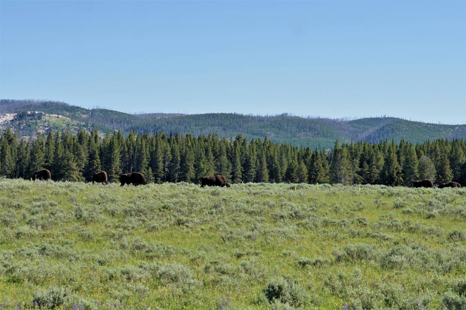 Yellowstone