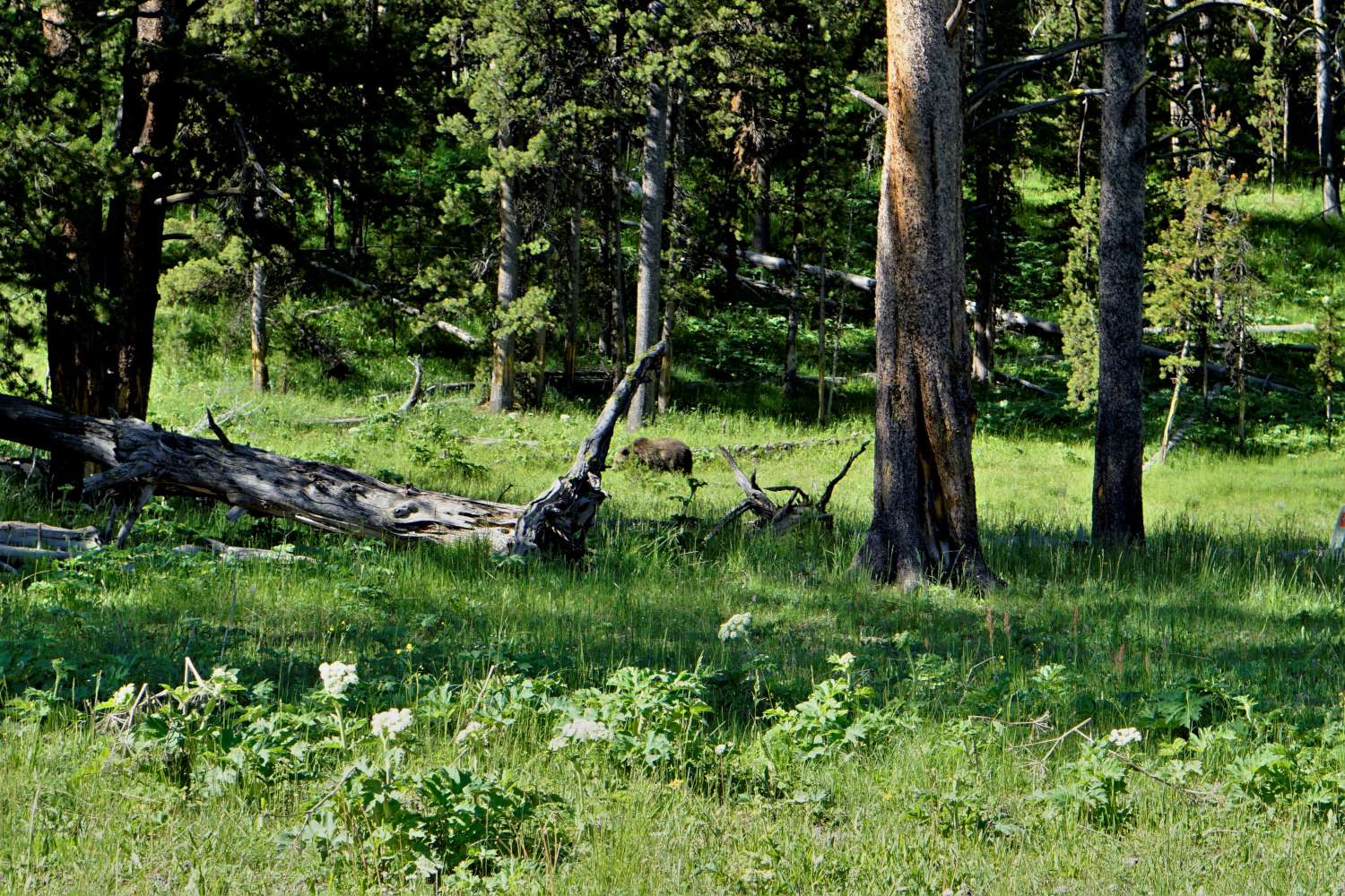 Yellowstone