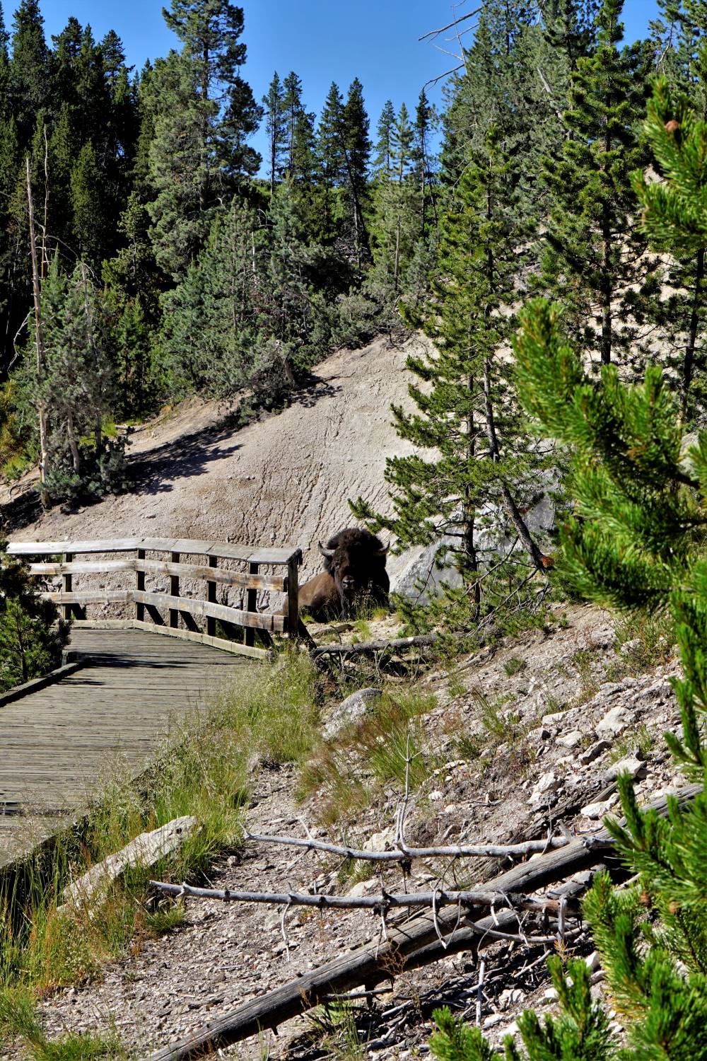 Yellowstone