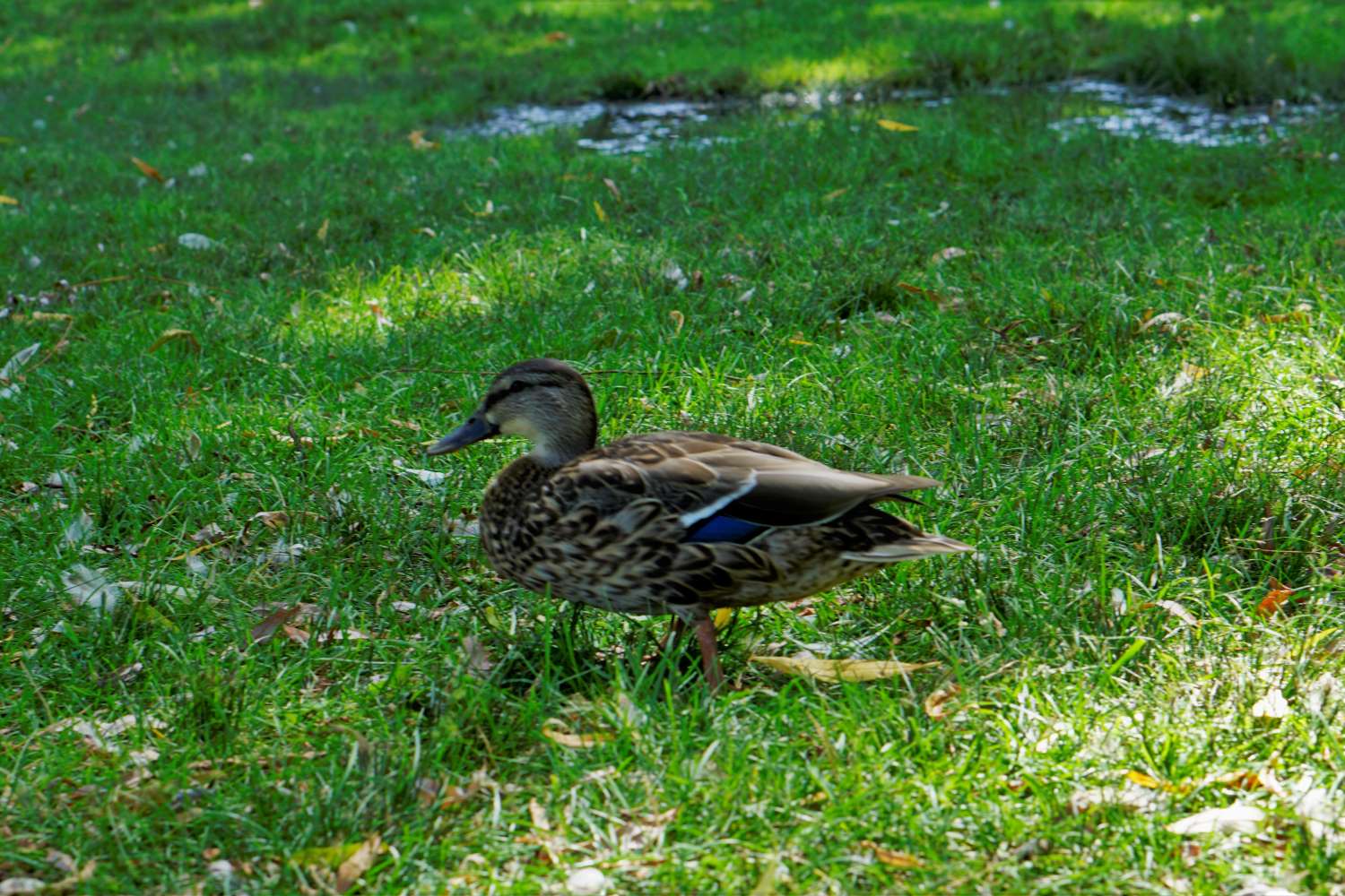 In the park