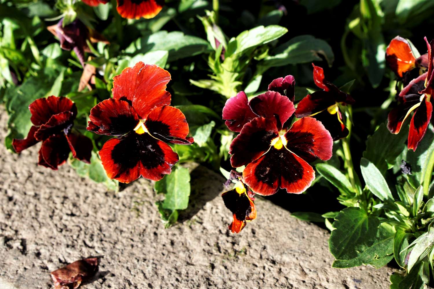 Pansy in Cusco