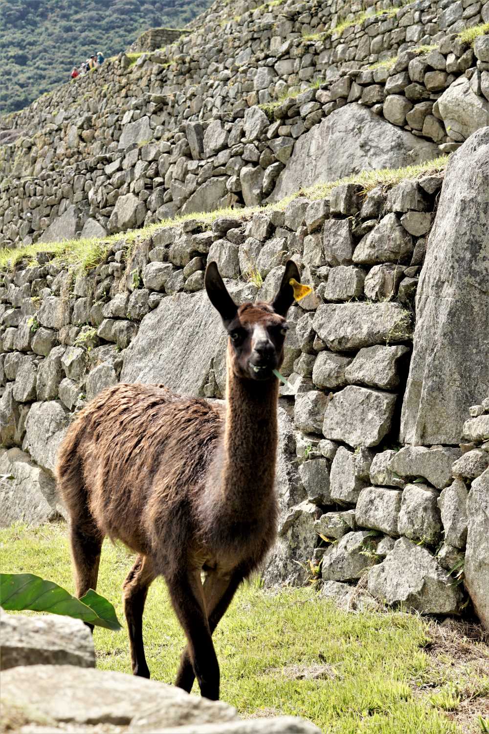 Llama (I think)