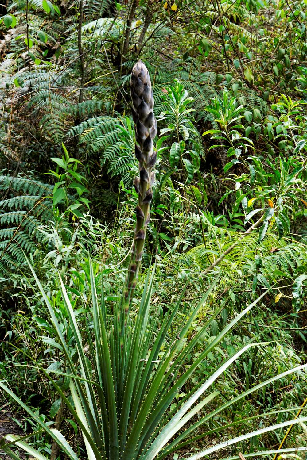 On the way up Waynapicchu