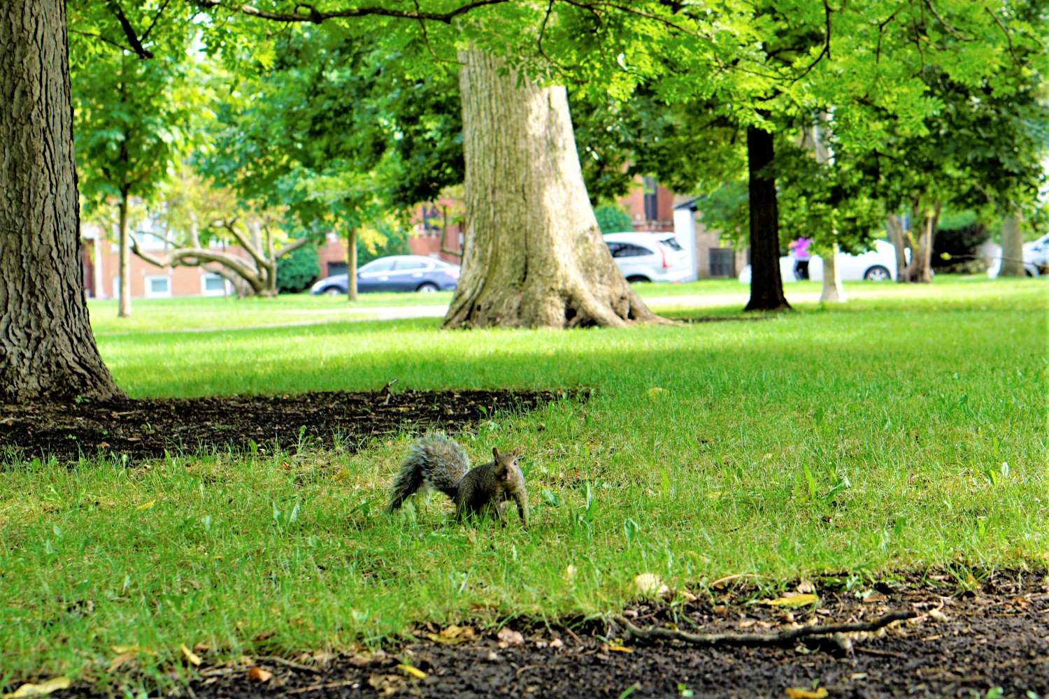 squirrel, chicago, IL