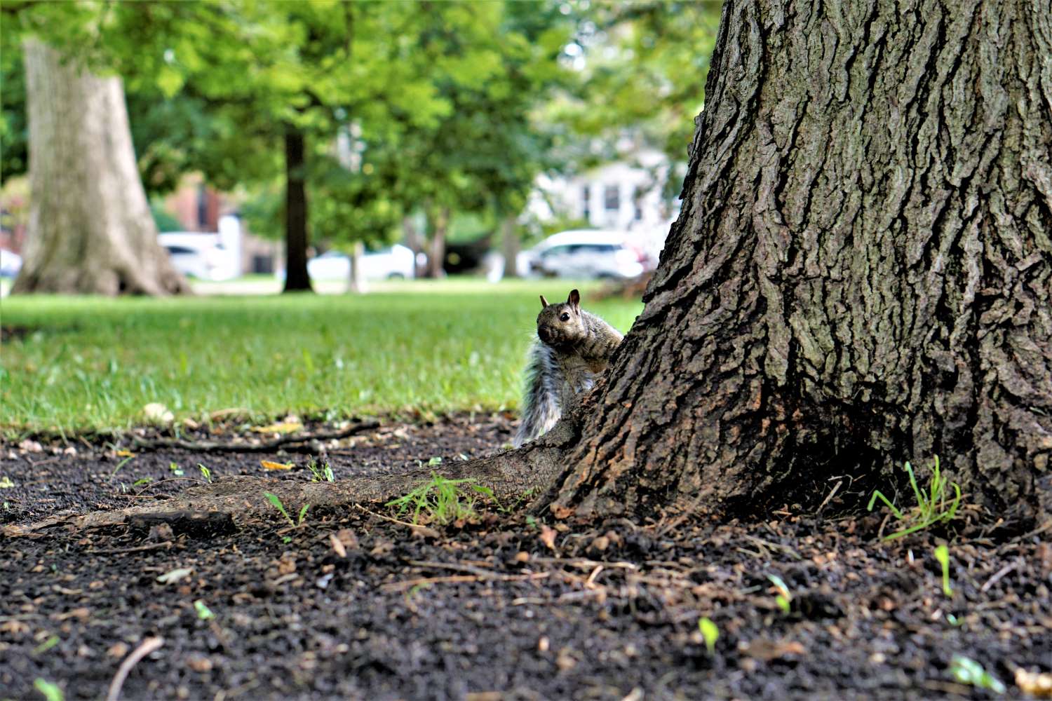 squirrel, chicago, IL