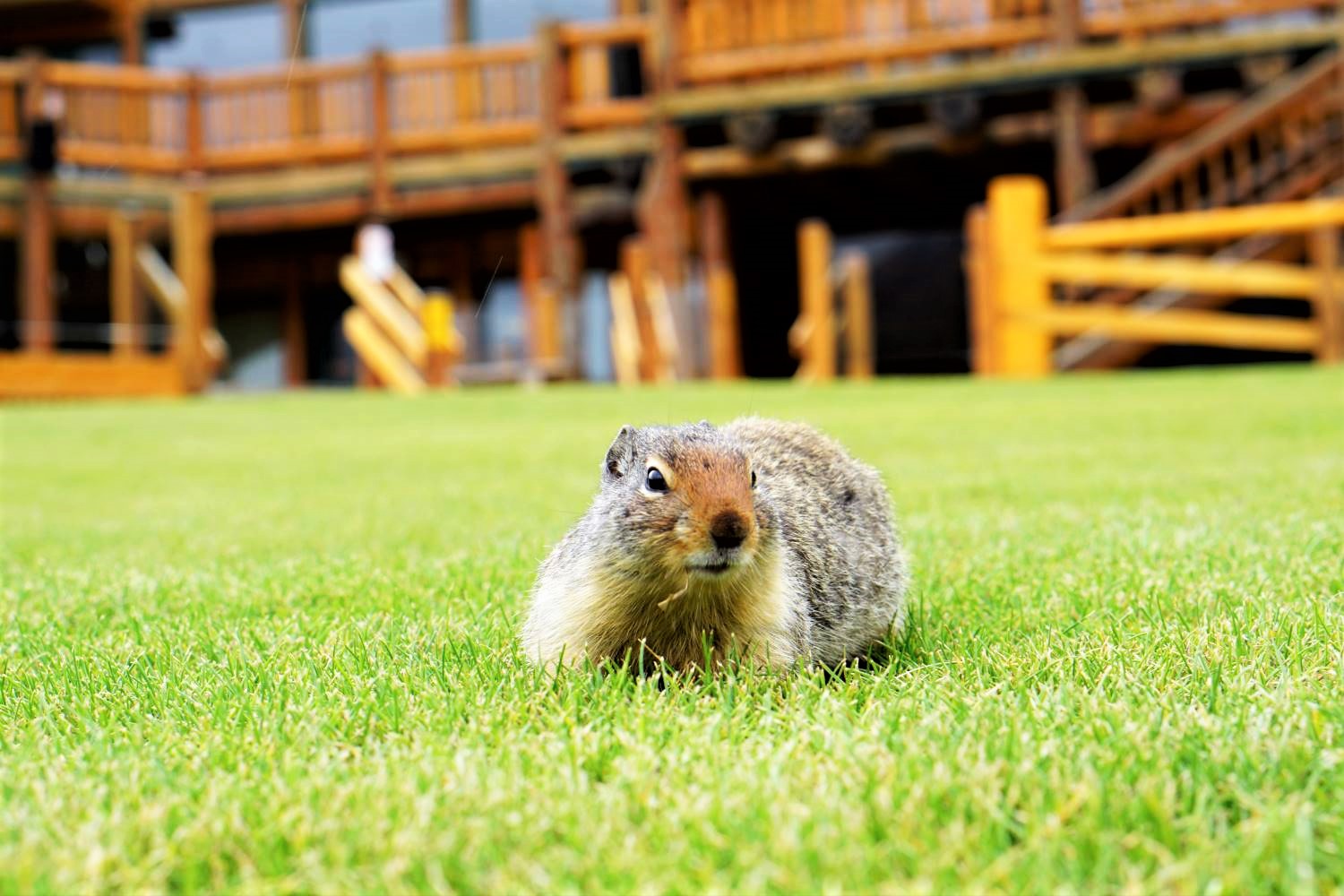 Animal at Lake Louise