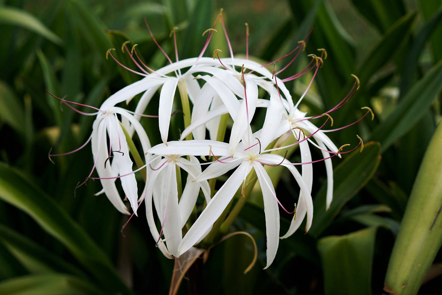 flower in Peru