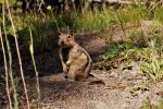 Yellowstone