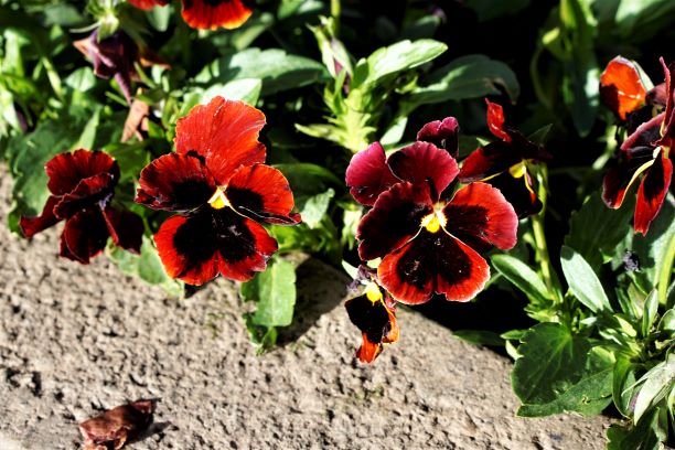 Pansy in Cusco