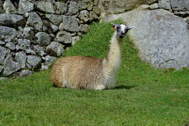 Llama (I think)