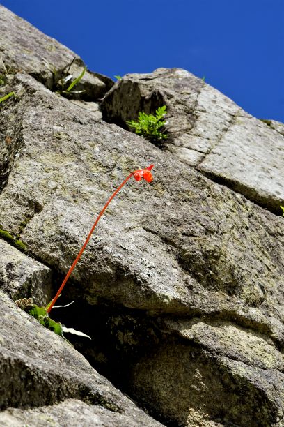 Macchu Picchu