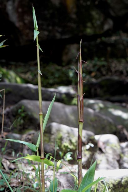 Bamboo in Macchu Picchu