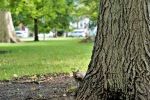 squirrel, chicago, IL