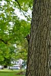 squirrel, chicago, IL