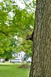 squirrel, chicago, IL