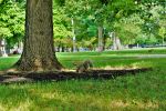 squirrel, chicago, IL