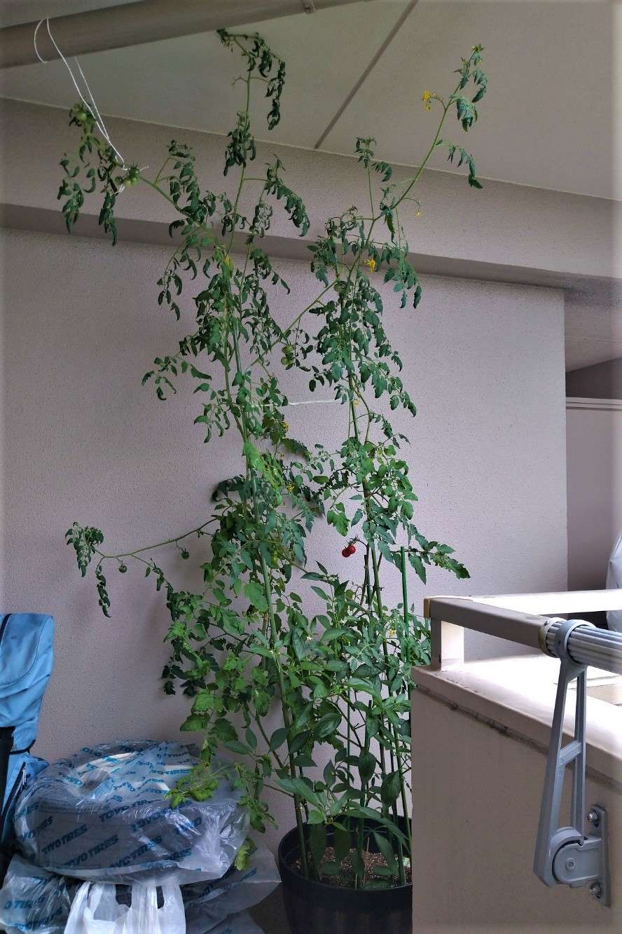 Oversized tomato plant